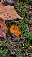 Phlebia radiata