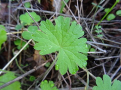 Geranium rotundifolium