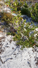 Phebalium squamulosum