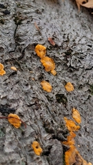 Phlebia radiata