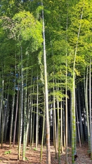 Phyllostachys edulis