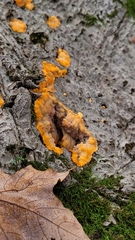 Phlebia radiata