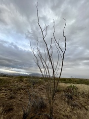 Fouquieria splendens splendens