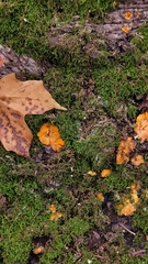 Phlebia radiata
