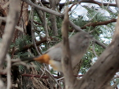 Curruca subcoerulea cinerascens