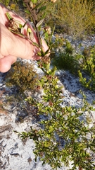 Phebalium squamulosum