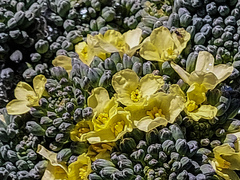 Brassica oleracea italica