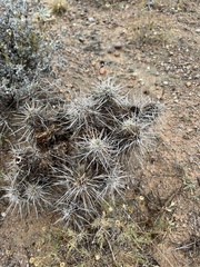 Echinocereus engelmannii fasciculatus