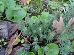 Petrosedum forsterianum