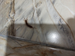 Lithobius forficatus