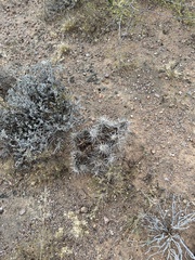Echinocereus engelmannii fasciculatus