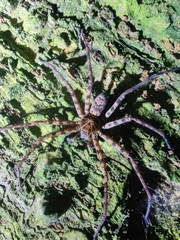 Heteropodinae