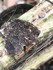 Coptotermes formosanus