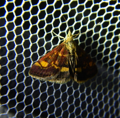 Pyrausta aurata