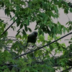 Poicephalus cryptoxanthus cryptoxanthus