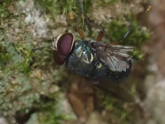 Calliphoridae