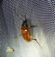 Cebrio gigas