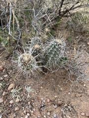 Echinocereus engelmannii fasciculatus