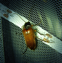 Cebrio gigas
