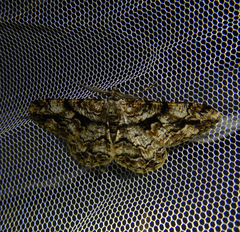 Peribatodes umbraria