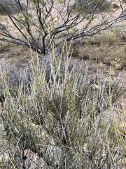 Ephedra trifurca