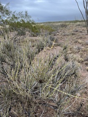 Ephedra trifurca