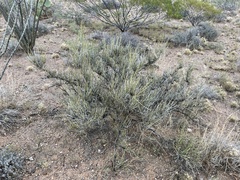 Ephedra trifurca