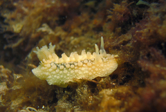 Doris verrucosa