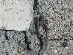 Gonatodes albogularis notatus