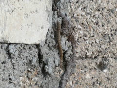 Gonatodes albogularis notatus