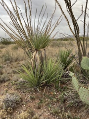Yucca baccata brevifolia