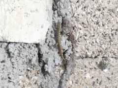 Gonatodes albogularis notatus