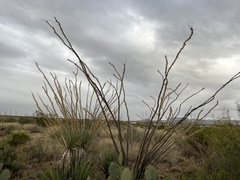 Fouquieria splendens splendens