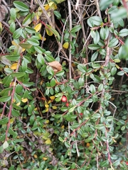 Cotoneaster × suecicus