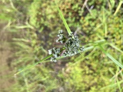 Scirpus atrocinctus