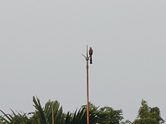 Dendrocitta formosae