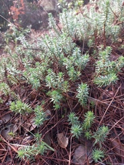 Petrosedum rupestre