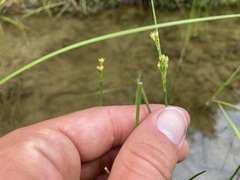 Schoenoplectus subterminalis