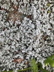 Stereocaulon saxatile