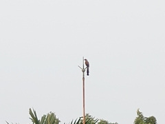 Dendrocitta formosae