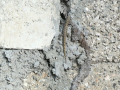 Gonatodes albogularis notatus