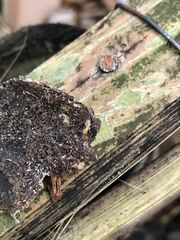 Coptotermes formosanus