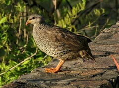 Pternistis natalensis