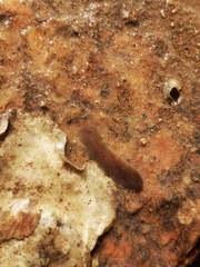 Girardia
