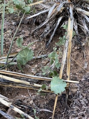 Acourtia nana