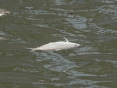 Prochilodus lineatus