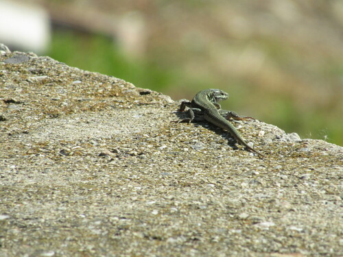 Erhard's wall lizard, Podarcis erhardii