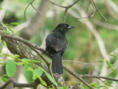 Icterus pyrrhopterus