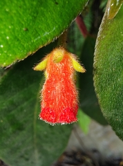 Kohleria