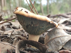 Lactarius